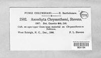 Mycosphaerella chrysanthemi image